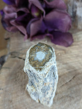 Load image into Gallery viewer, Mini Petrified Wood Stumps