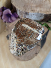 Load image into Gallery viewer, Petrified Wood "Stump" - Large