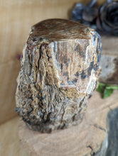 Load image into Gallery viewer, Petrified Wood "Stump" - Large