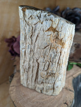 Load image into Gallery viewer, Petrified Wood "Stump" - Large