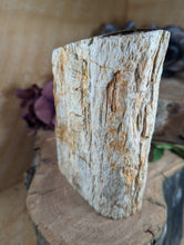 Load image into Gallery viewer, Petrified Wood "Stump" - Large