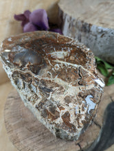 Load image into Gallery viewer, Petrified Wood "Stump" - Large