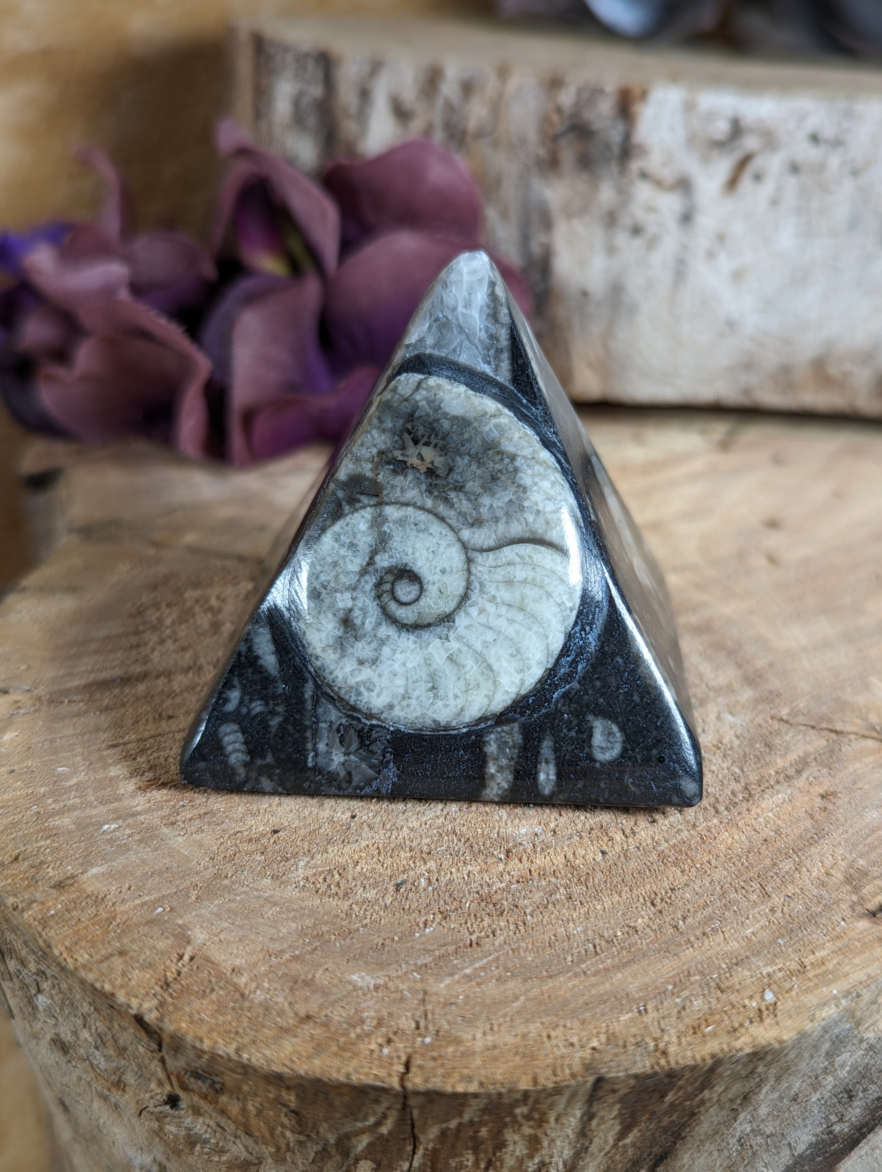 Limestone with Goniatite Pyramid - Small – Little Flower Naturals