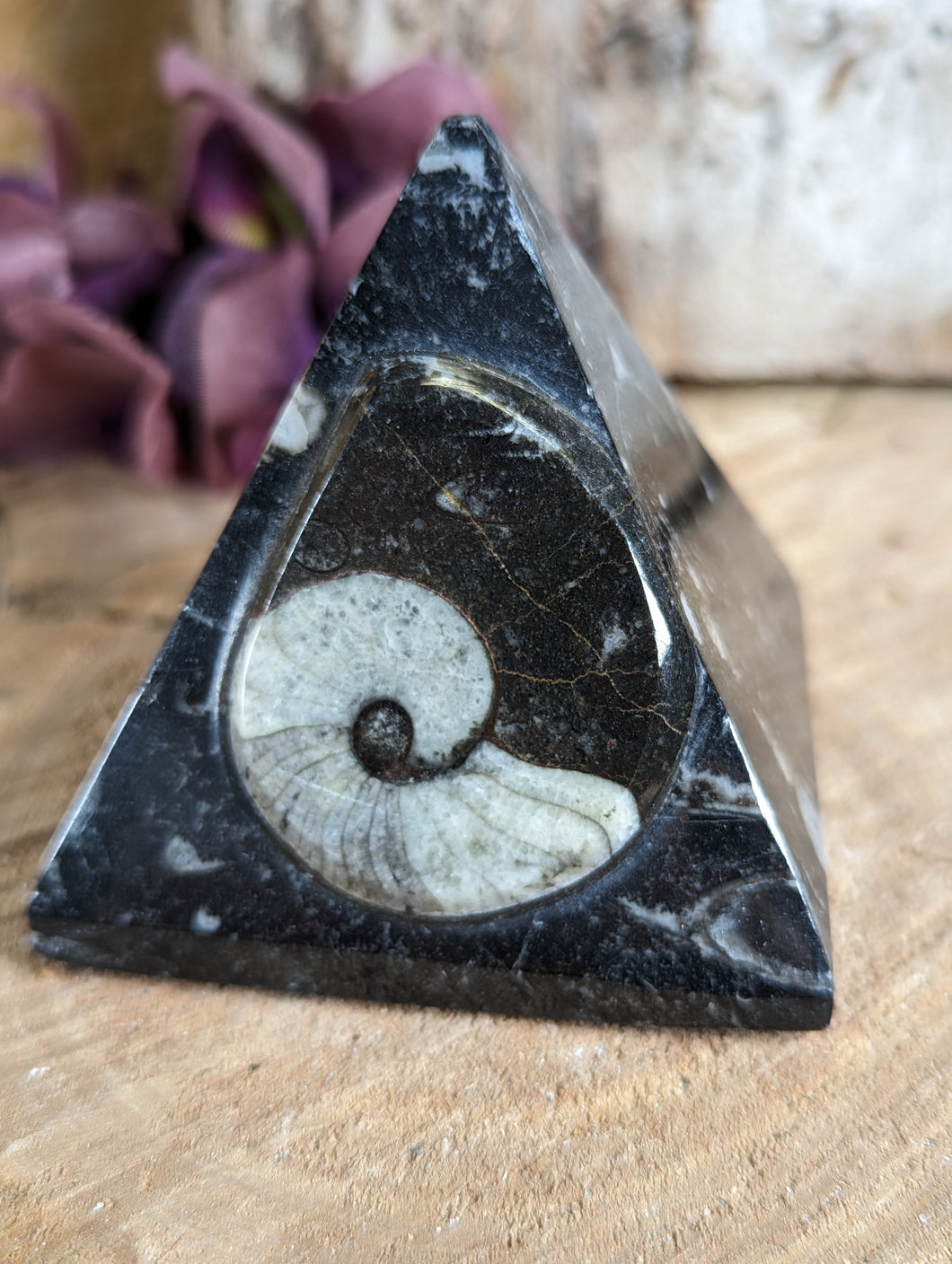Limestone with Goniatite Pyramid - Medium