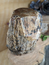 Load image into Gallery viewer, Petrified Wood &quot;Stump&quot; - Large
